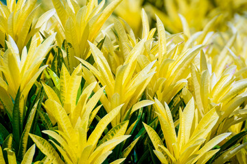 Beautiful nature tropical closeup colorful yellow leaves in a row, tops of Garden Croton or Codiaeum variegatum tree with foliage yellow and green is an ornamental plant in the tropic for background