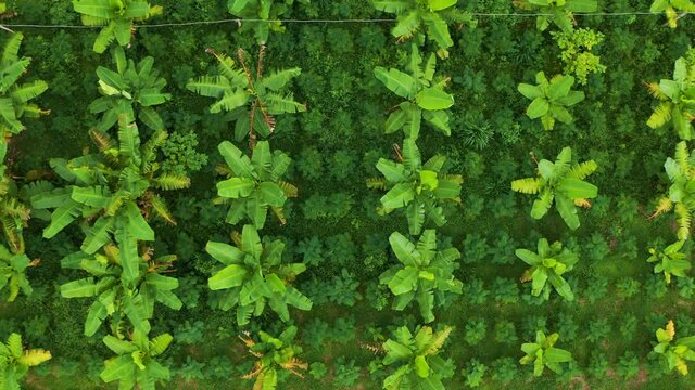 Aerial view of agricultural field planting fruits and vegetables in countryside of Thailand. shot by drone