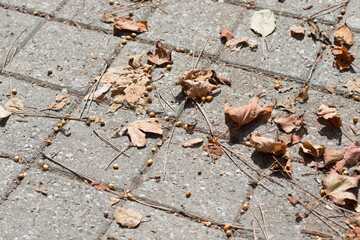 autumn leaves on the ground