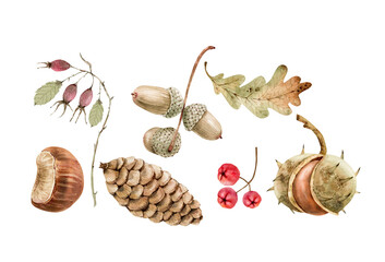 botanical autumn watercolor set of berries and forest plants. hand painted watercolor © Lana