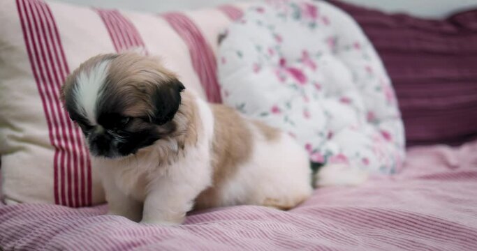cute puppy dog relaxing on sofa in the garden, fluffy domestic pet