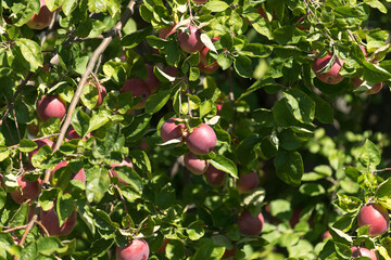 apples on tree
