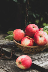 Vibrant apples in an old-fashioned basket, surrounded by greenery, telling tales of orchards and nature's bounty.