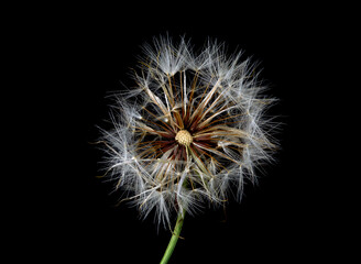 Catsear Pappus or Seed-Clock