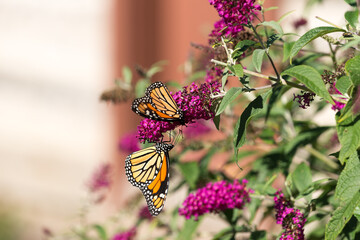 monarch butterfly on pink flower