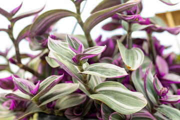 Close up on the leaves of a Tradescantia albiflora. This plant have succulent leaves, variegated...