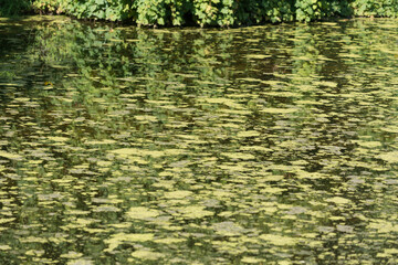 algae blooming on the surface of a pond - impressionism theme