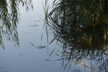 Obraz na płótnie Canvas reflection of reeds in water