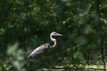 great blue heron behind the grasses and shrubs