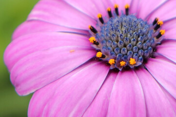 Macro of the center of a pink African Daisy