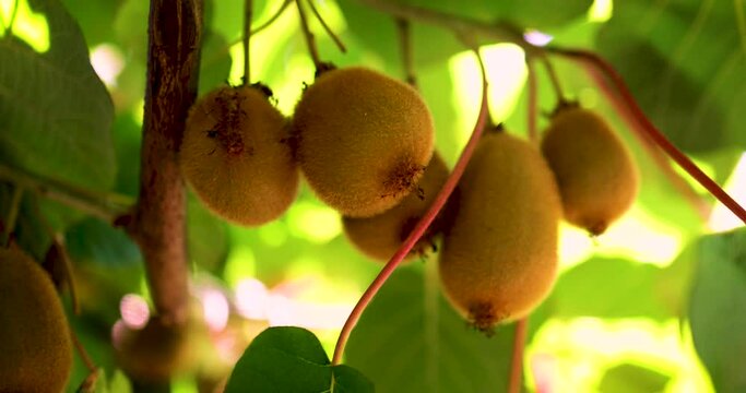 kiwi fruits growing in a garden at sunny day