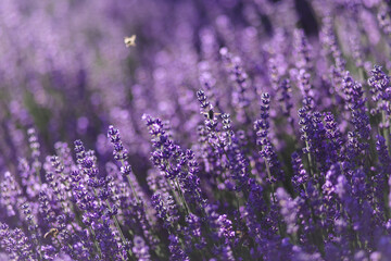 Bee flying over lavender field
