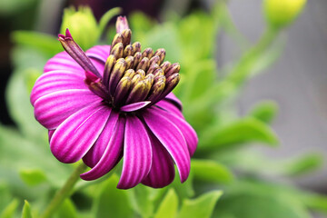 Closeup of bright pink Osteospermun flowers blooming