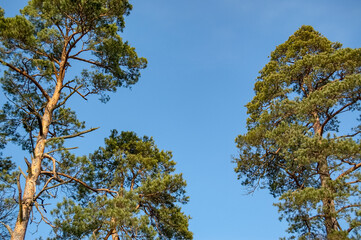 trees and sky