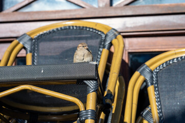 Fototapeta na wymiar Female sparrow sitting on a chair
