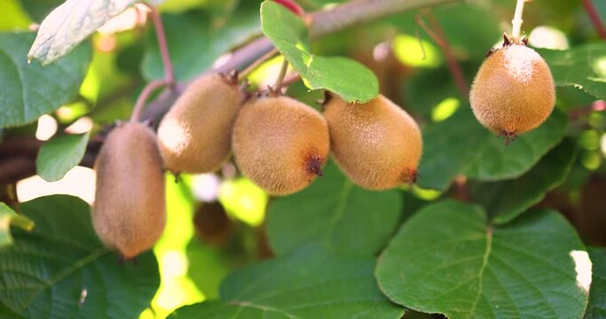 kiwi fruits growing in a garden at sunny day