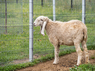 Fototapeta premium Long-eared sheep is grazing in paddock. Fluffy farm animal on summer grass near metal fence.