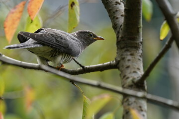 oriental cuckoo on the branch