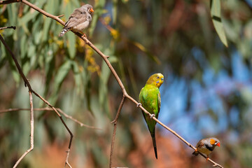 Budgerigar on branch with finches in Outback Central Australia