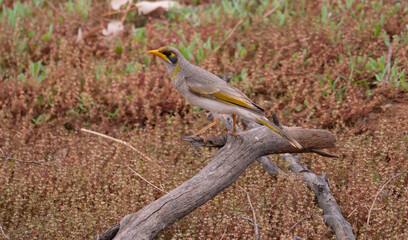 Yellow-throated Miner perched on a branch near an outback Australia billabong