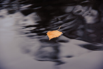 Yellow leaf on gray water. Autumn. - Powered by Adobe