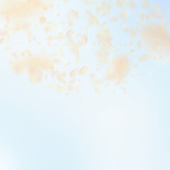 Yellow orange flower petals falling down. Unique r