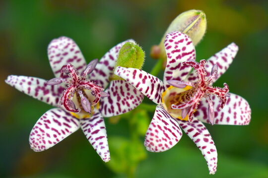 Colourful spotty delicate toad lily "Tricyrtis Jasmin" flowers in late summer and autumn in northwestern Europe. It is a perennial plant which is classified as herb and is part of the Liliaceae family