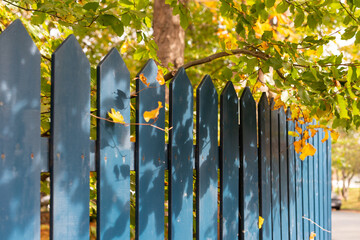 A wooden green fence with wide palings. There are vibrant autumn leaves from a tall maple tree poking through the boards. The fall colors are golden yellow and green with a red shade.  - Powered by Adobe