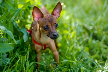 dog toy terrier on grass