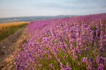 Fototapeta premium Lavender flowers in the Crimean fields.