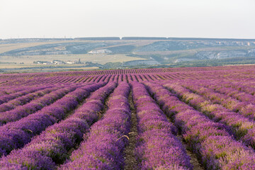 Fototapeta na wymiar Amazing view from lavender fields to the Crimean mountains.
