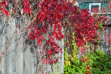 A grey, textured, and knotty grey wooden plank fence with a red and green autumn vine. The plant has attached itself along the boards in a v shape. The vine has changed color from red to green. 