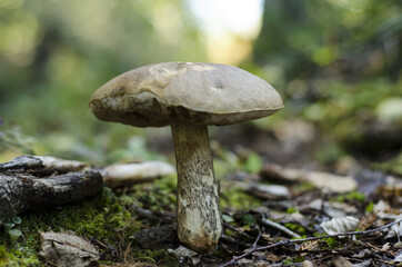 Mushroom in the forest, parc régional seigneurie de la matapédia, québec, canada