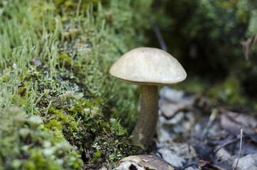 Fototapeta premium mushroom on the moss, parc régional seigneurie de la matapédia, québec, canada