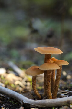 Orange mushrooms in the forest, parc r&eacute;gional seigneurie de la matap&eacute;dia, qu&eacute;bec, canada - laccaria bicolor - 