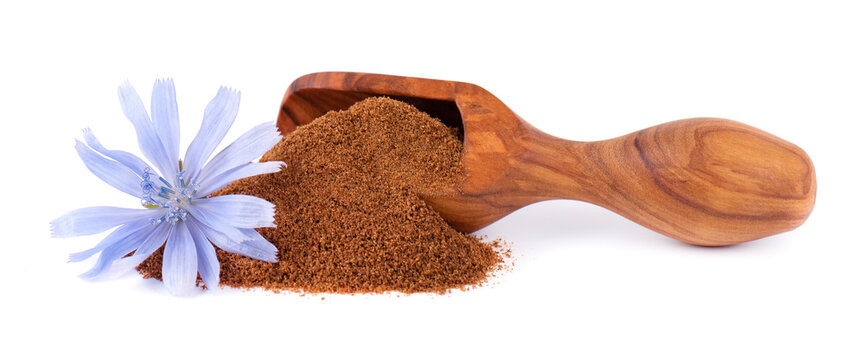 Chicory powder and flower in wooden scoop, isolated on white background. Cichorium intybus.