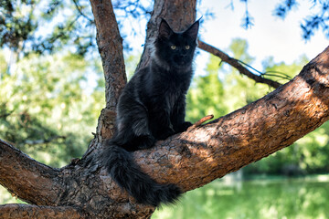 A big black maine coon kitten sitting on a tree in a forest in summer.