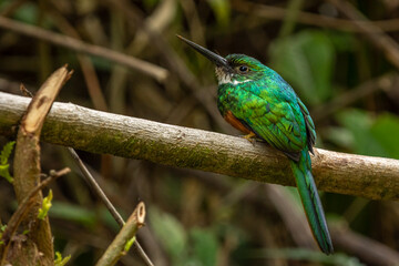Rufous-tailed jacamar (Galbula ruficauda), Costa Rica