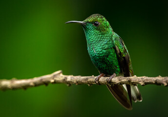 Coppery-headed emerald (Microchera cupreiceps) from Costa Rica