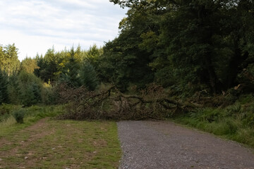 fallen tree in sommerset