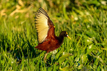 Northern jacana (Jacana spinosa) from Costa Rica