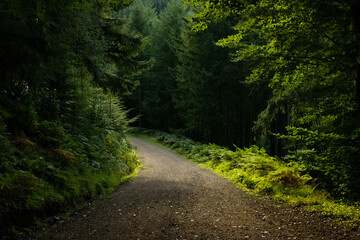 Obraz premium forest trail in sommerset 