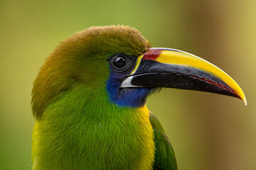 Emerald toucanet (Aulacorhynchus prasinus) from Costa Rica