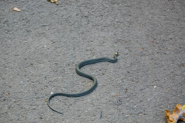 snake on the ground