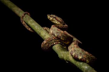 Eyelash viper (Bothriechis schlegelii) from Costa Rica