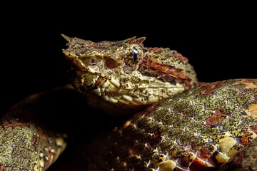 Eyelash viper (Bothriechis schlegelii) from Costa Rica