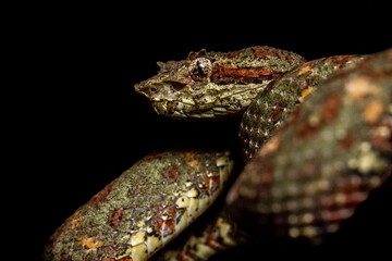 Eyelash viper (Bothriechis schlegelii) from Costa Rica
