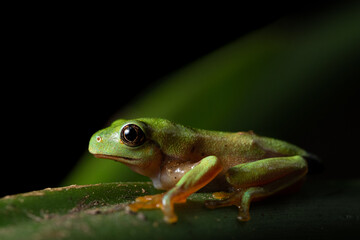 Magnificent juvenile blue-sided leaf frog (Agalychnis annae) from Costa Rica