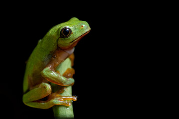 Magnificent juvenile blue-sided leaf frog (Agalychnis annae) from Costa Rica