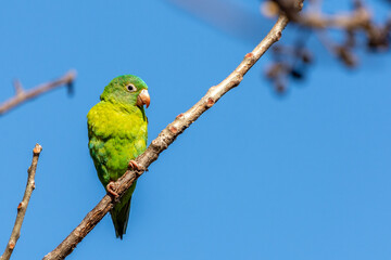 Orange-chinned parakeet (Brotogeris jugularis), Costa Rica